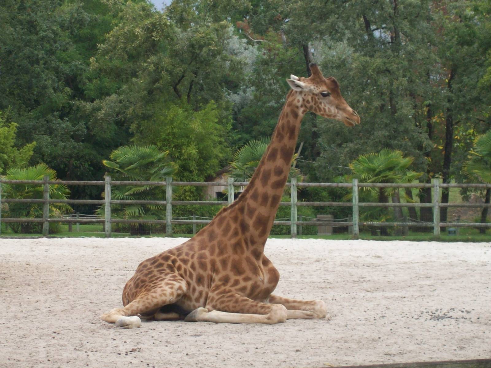 Kordofan giraffe 