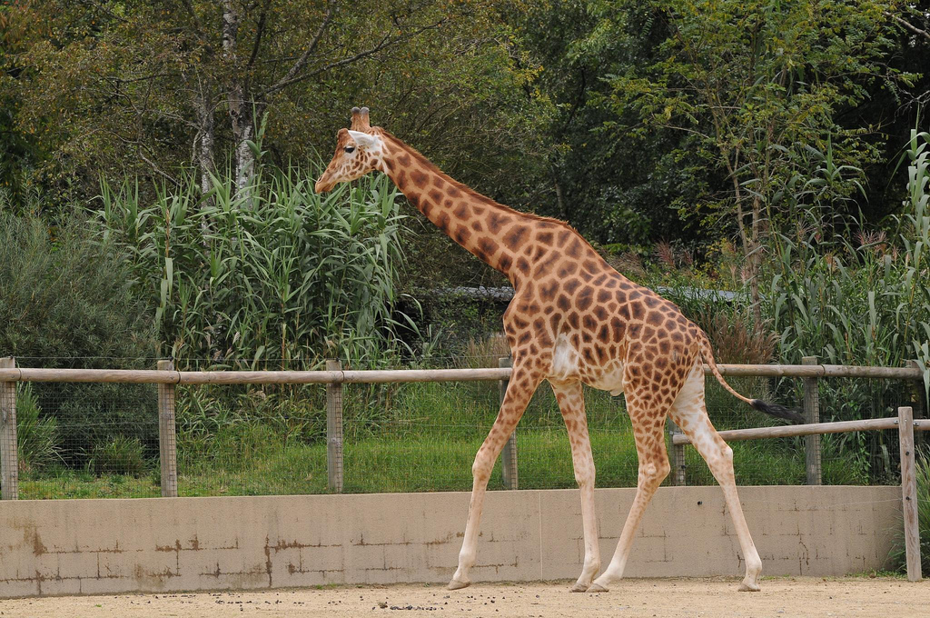 Kordofan giraffe 