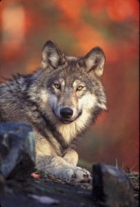 Gray Wolf in Oregon