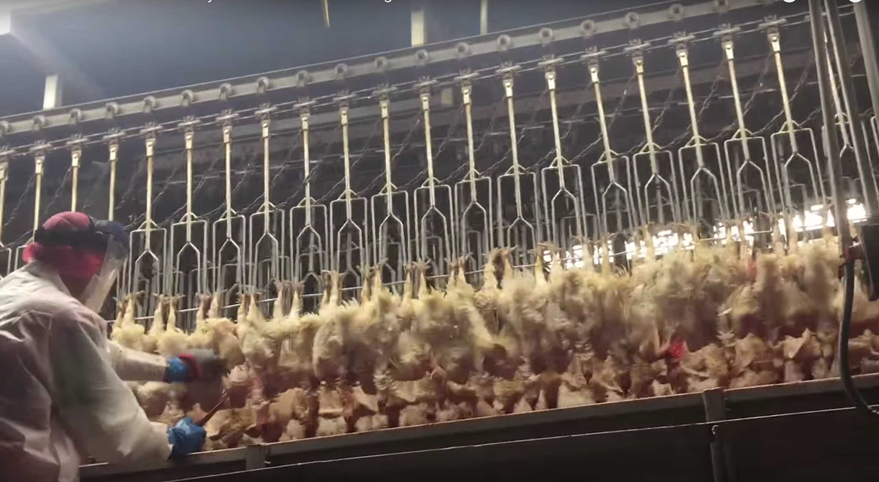 Tyson Foods -- Poultry Slaughterhouse -- Photo: Screen-capture from Mercy For Animals Video