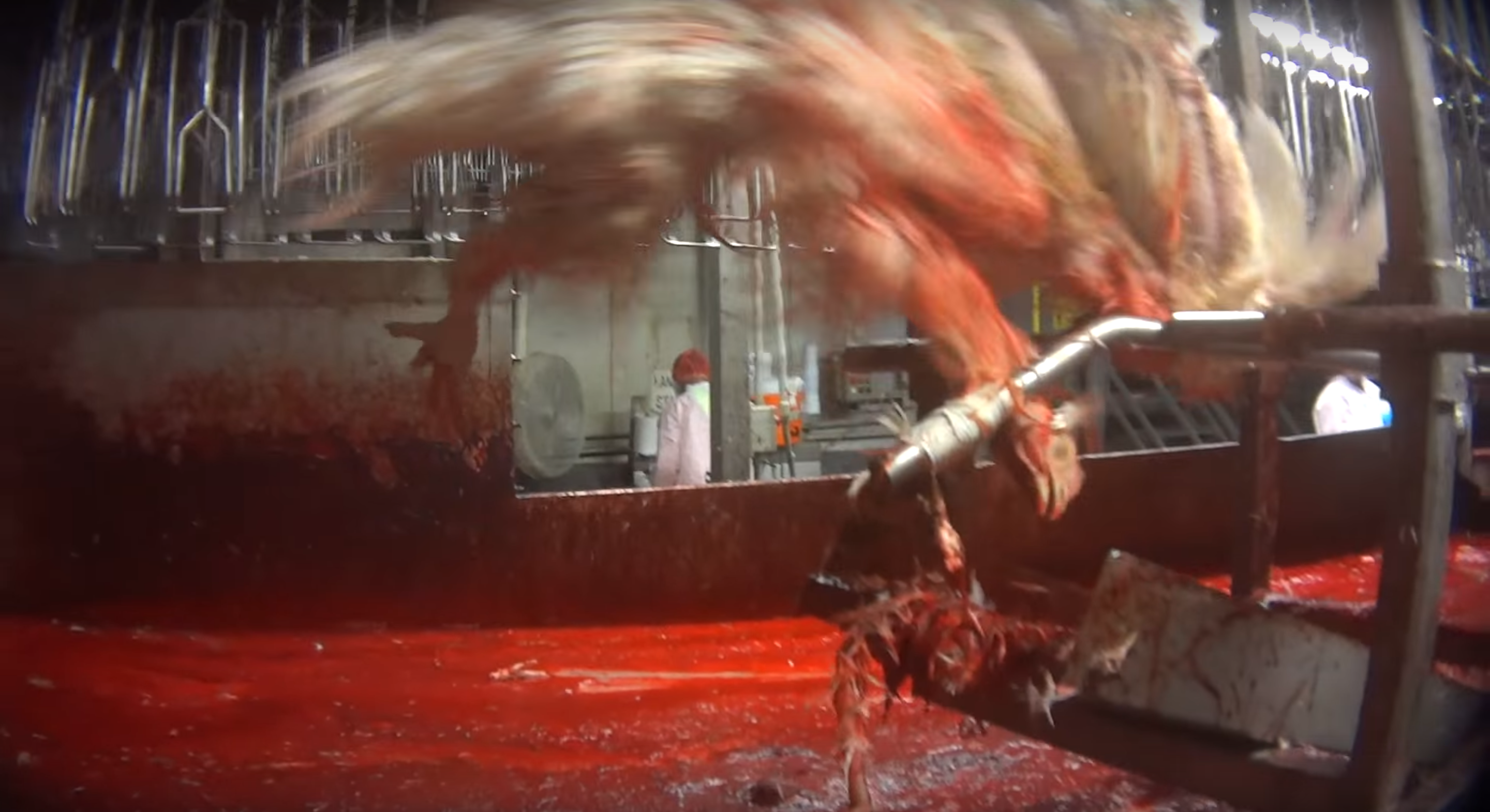 Tyson Foods -- Poultry Slaughterhouse -- Photo: Screen-capture from Mercy For Animals Video