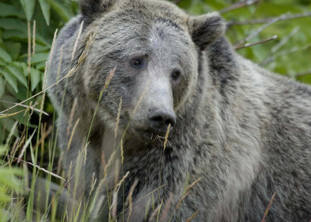 Yellowstone Grizzly -- Photo: Wikimedia Commons