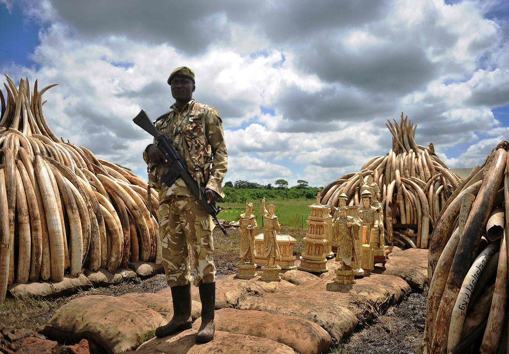 Kenyan Elephant-Ivory Bonfire