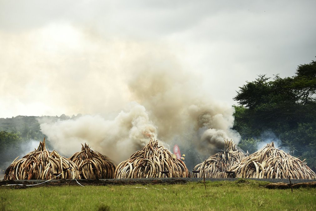 Kenyan Elephant-Ivory Bonfire -- Photo: Carl de Souza -- AFP