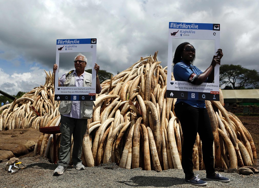 Kenya Elephant Ivory Bonfire -- Photo: Tony Karumba -- AFP