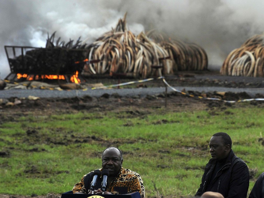 President Kenyatta at Keynan Ivory Bonfire -- Photo: Tony Karumba -- AFP