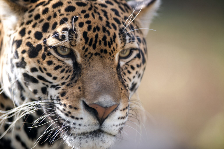 Would You Like to See Jaguars Back in the Lower 48? Defenders of ...