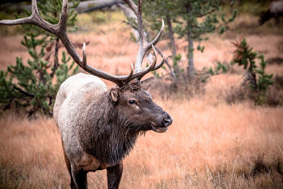 Invasion of the Zombie Elk — Chronic Wasting Disease Spreading Fast, Nearing Yellowstone Herds