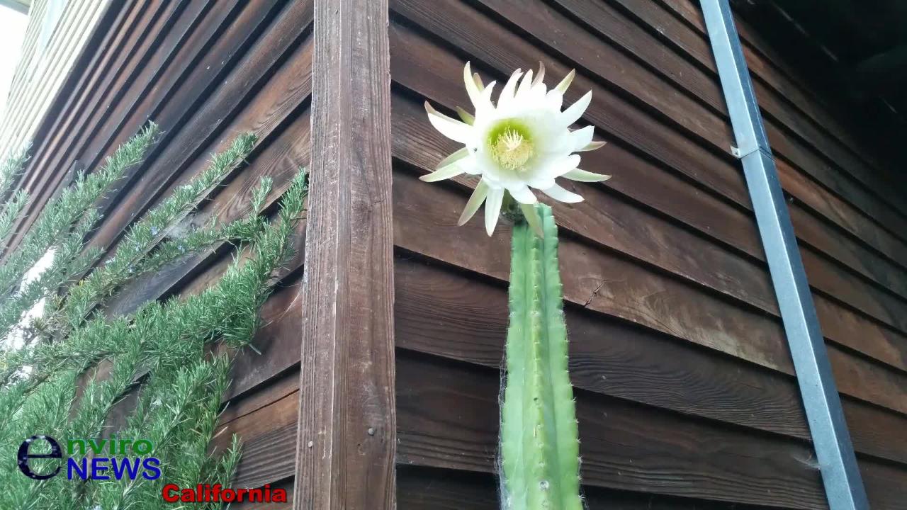 Watch Rare Event Psychoactive San Pedro Cactus Flower Blooming Awesome Time Lapse Environews The Environmental News Specialists