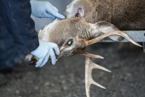 'Zombie Deer' Apocalypse: Fatal Chronic Wasting Disease Exploding ...