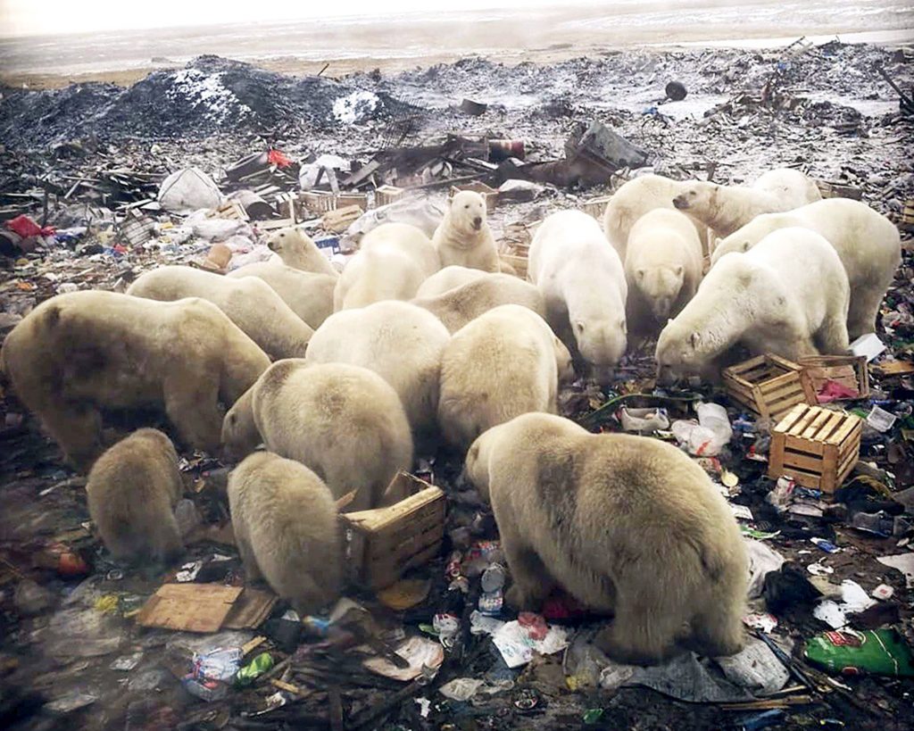 Polar Bear Diet Now 25% Plastic, Russian Researchers Reveal; City Creates  'Alcatraz of Garbage' to Solve Problem - EnviroNews