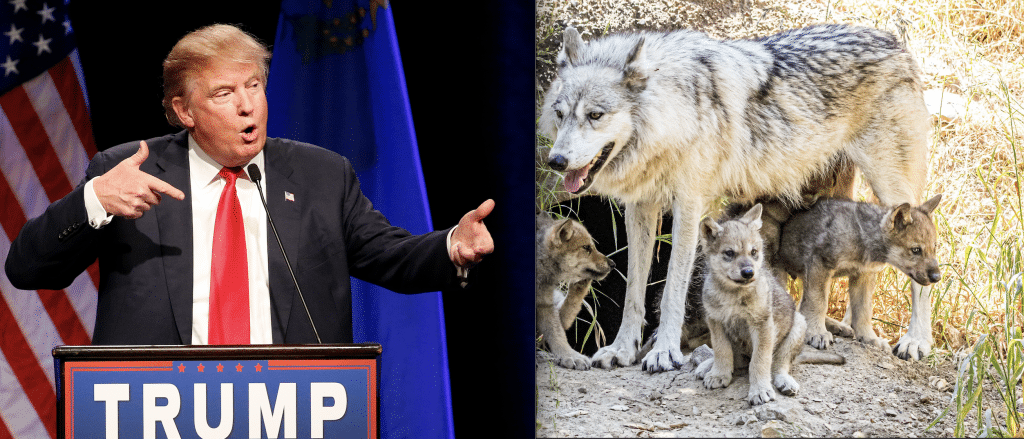 Breaking: Trump Admin Just Stripped Gray Wolves of Endangered Species Act Protection Across Lower 48 States