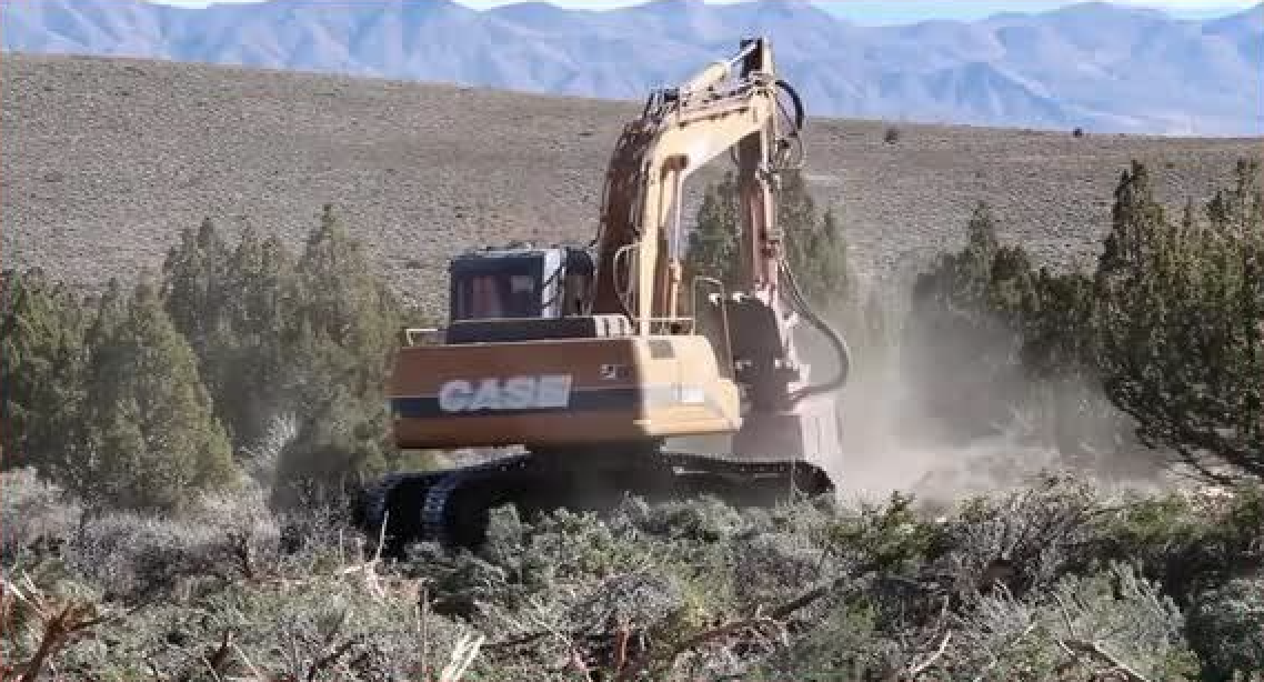 ‘Scorched Earth’: In Final Days, Trump Admin Finalizes Sweeping Clearcutting Rule Across West, While Cutting Public out of the Process