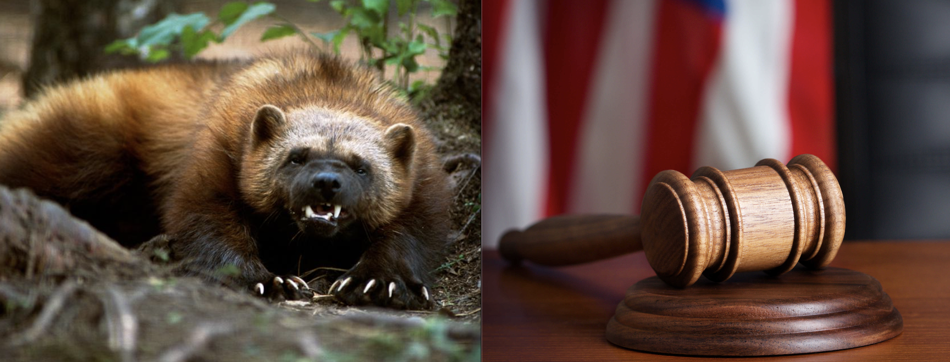 Epic Lawsuits: 24 Wildlife Orgs Sue Trump Admin for Failing to Protect Wolverine After FOIAed Documents Reveal Politically-Motivated ESA Review Process