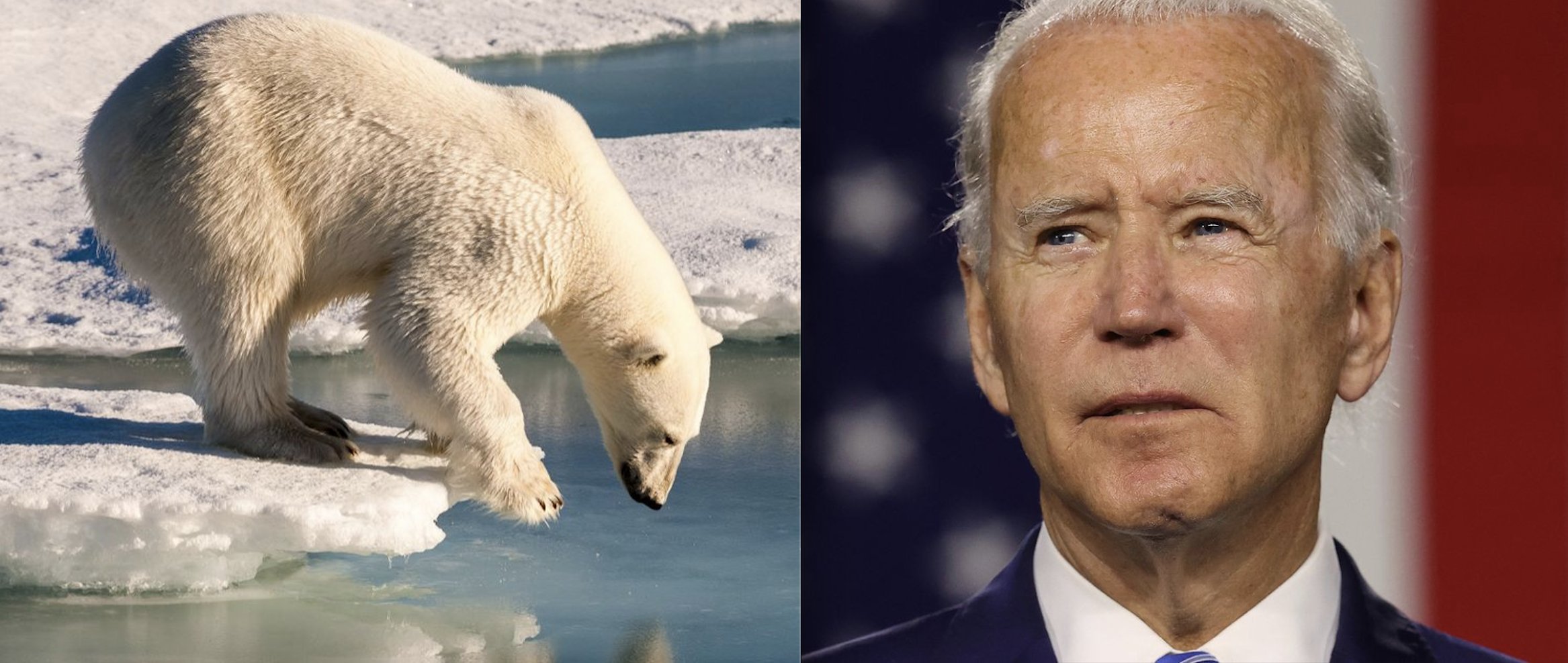 With Trump’s Late-Term ‘War on Wildlife,’ 135 NGOs Implore Biden for E.O. to Slow the ‘Extinction Crisis’
