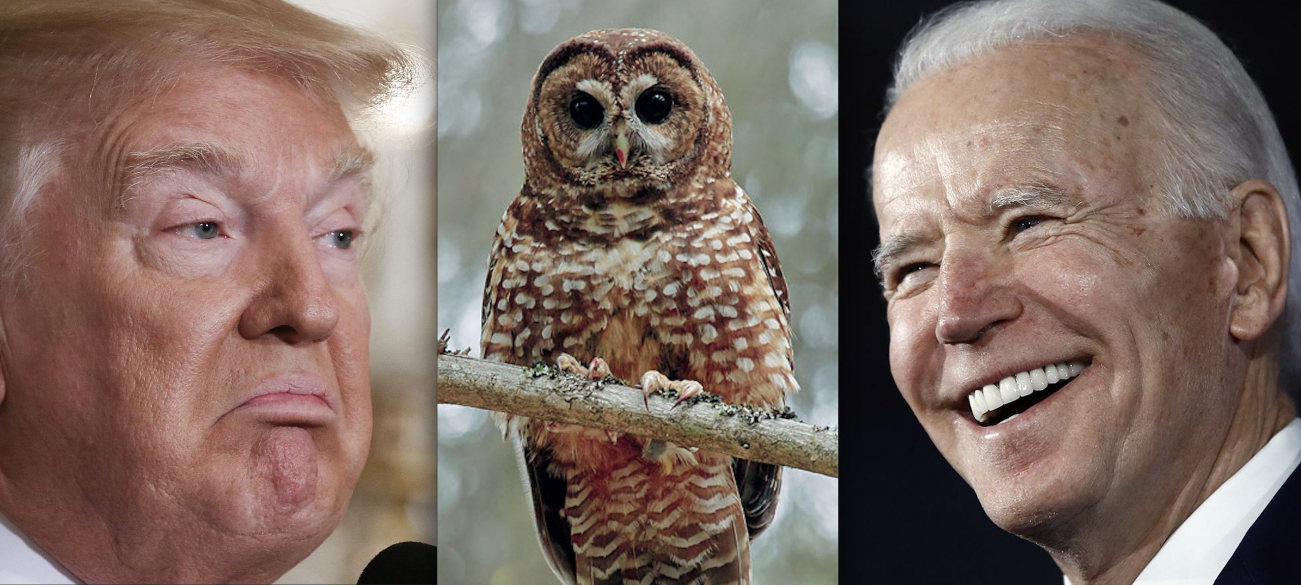 Complete Reversal (Almost): Biden’s USFWS Rolling back Trump’s N. Spotted Owl Rule That Stripped 3.4M Acres of Habitat from the Bird
