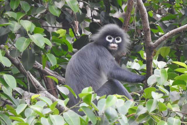 Zoo break-in 'odd' no illegal monkey market in NZ - WWF