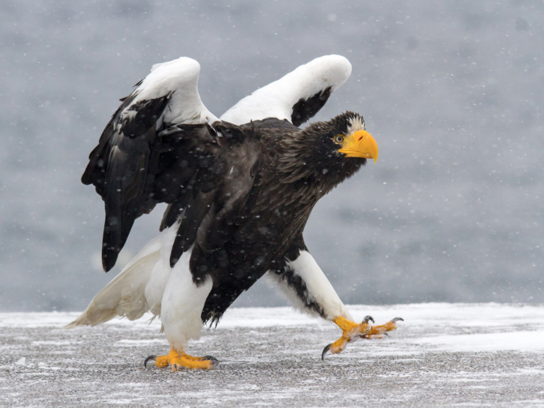 Massive, Lone, Steller's Sea Eagle in Maine, Still 'Blowing [the] Minds