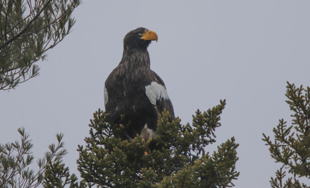 Massive, Lone, Steller's Sea Eagle in Maine, Still 'Blowing [the] Minds