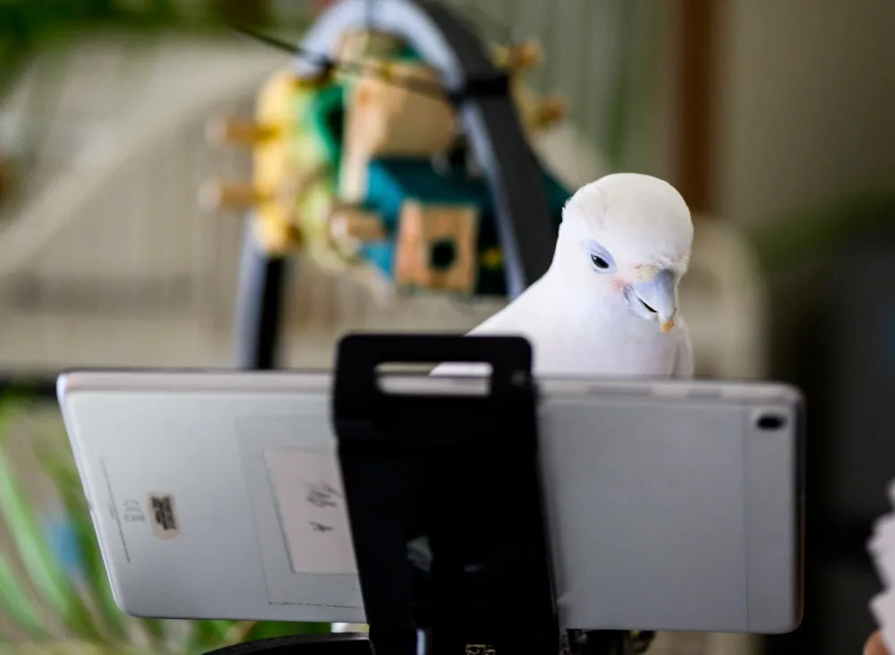 Parrot's quirky toy drones are slowly growing up